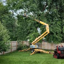 Professional Tree Care in Cambria, IL