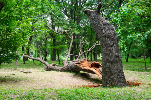  Cambria, IL Tree Care Pros