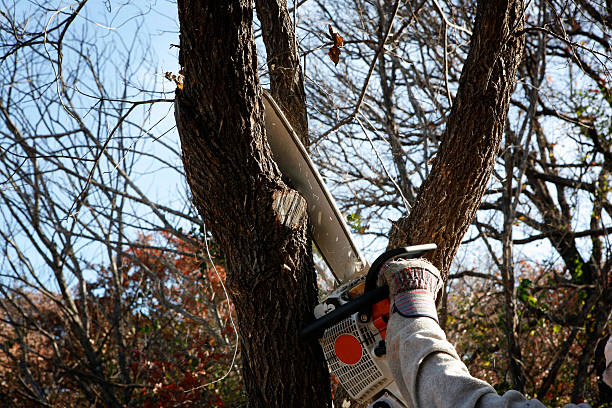 Best Tree Disease Treatment  in Cambria, IL