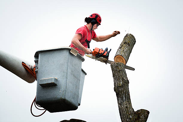 Best Hedge Trimming  in Cambria, IL