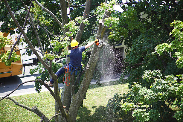 How Our Tree Care Process Works  in  Cambria, IL
